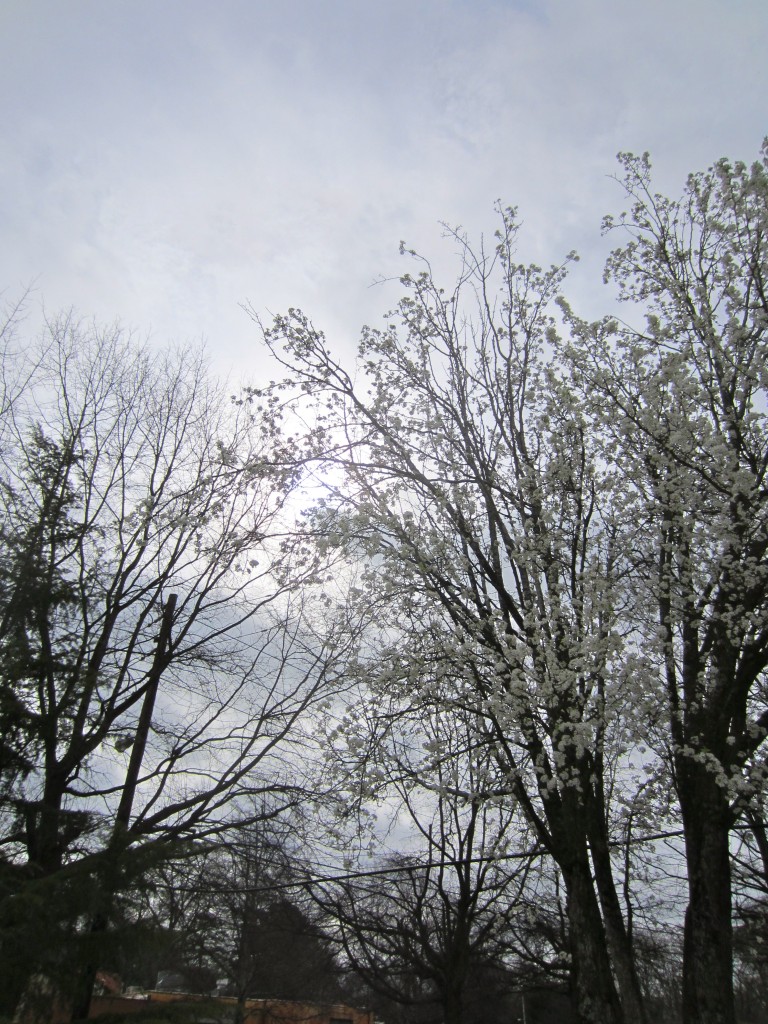 springing trees